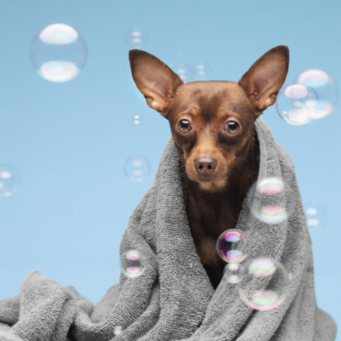 Quick Drying Dog And Cat Towels Soft Fiber Towels