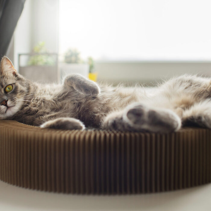Bed for Cats Pet Products Cushions Kitten