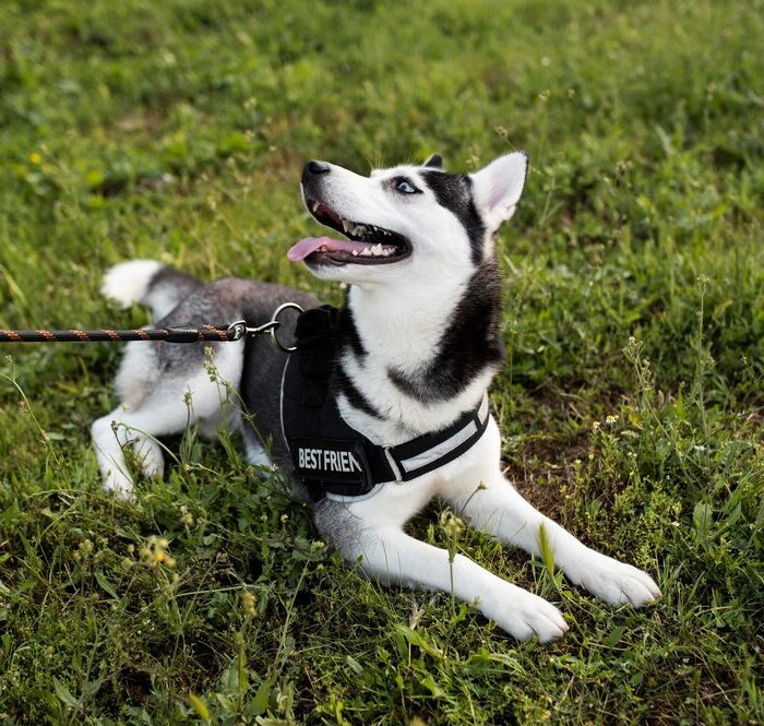 Reflective Dog Collar Strap With Adjustable Safety Nylon Pet Collar